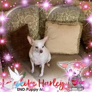 Meet your Posher, Dawn